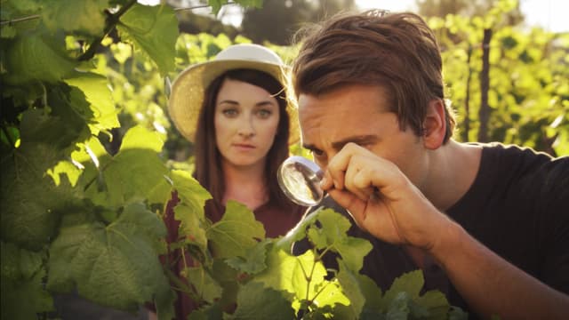 Love on the Vines